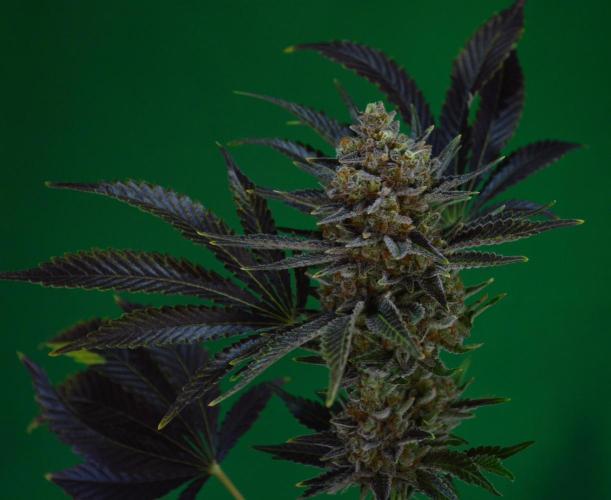 •WC×BBC • Lemonite•. Week 17