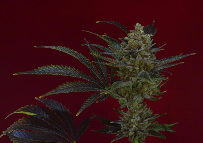 •WC×BBC • Lemonite•. Week 17