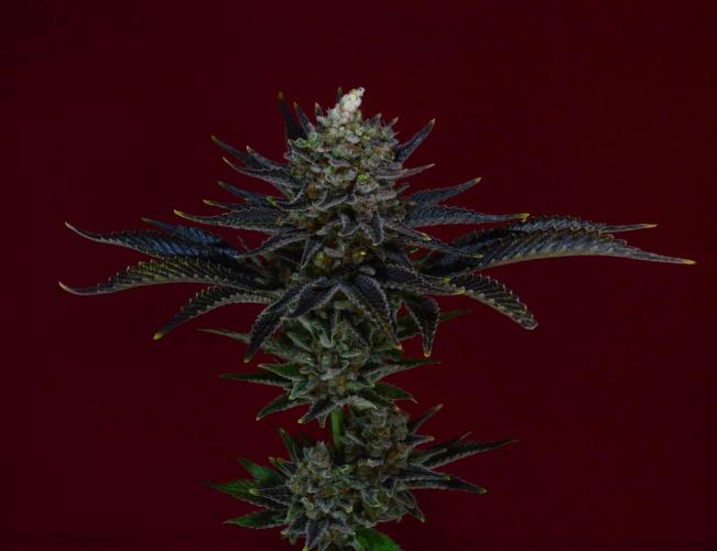 •WC×BBC • Lemonite•. Week 17