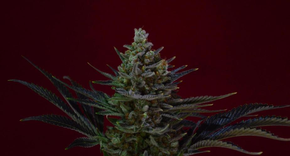 •WC×BBC • Lemonite•. Week 17