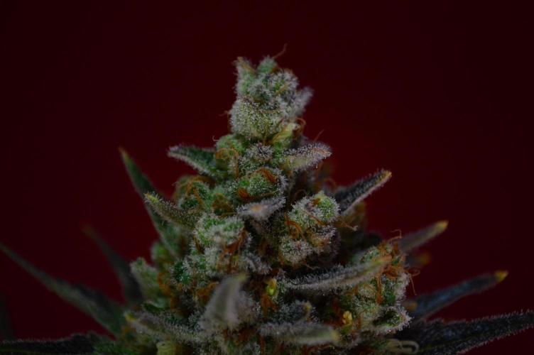 •WC×BBC • Lemonite•. Week 17