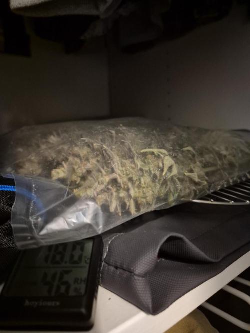 •WC×BBC • Lemonite•. Week 17