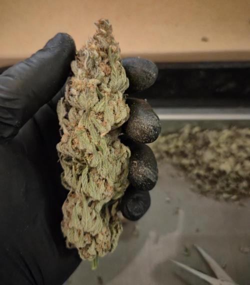 •WC×BBC • Lemonite•. Week 17