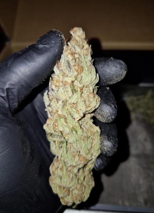 •WC×BBC • Lemonite•. Week 17