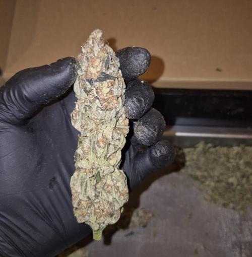 •WC×BBC • Lemonite•. Week 17