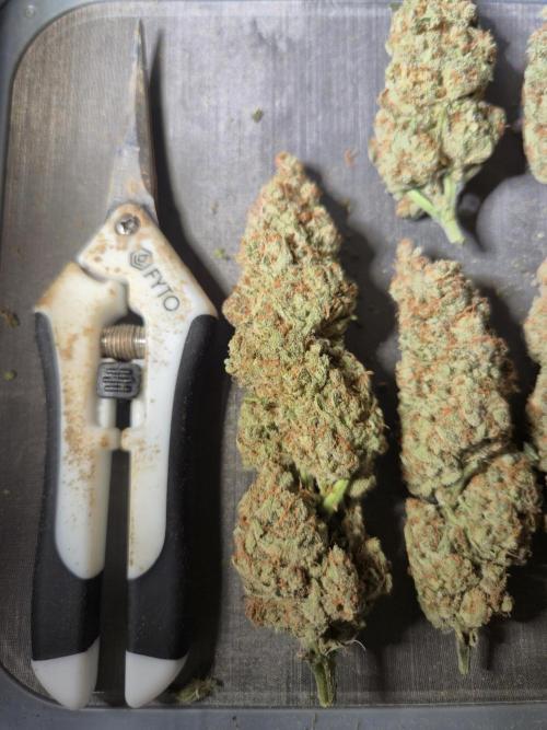 •WC×BBC • Lemonite•. Week 17