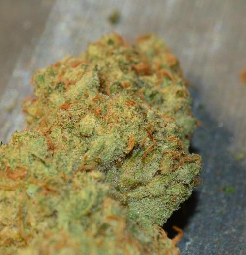 •WC×BBC • Lemonite•. Week 17