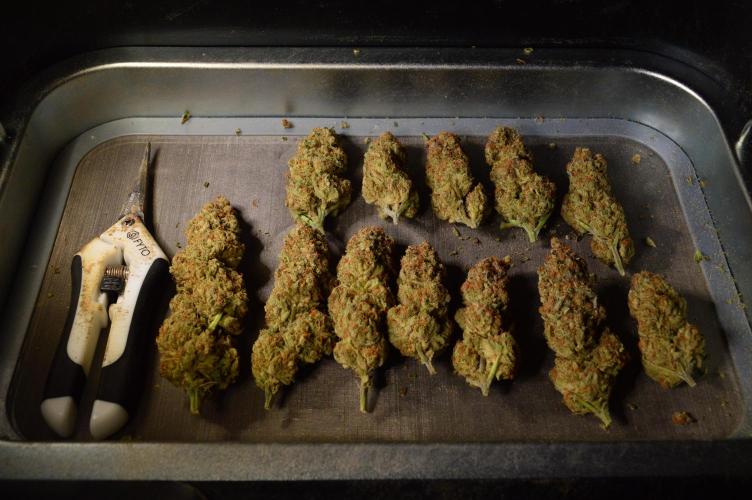 •WC×BBC • Lemonite•. Week 17