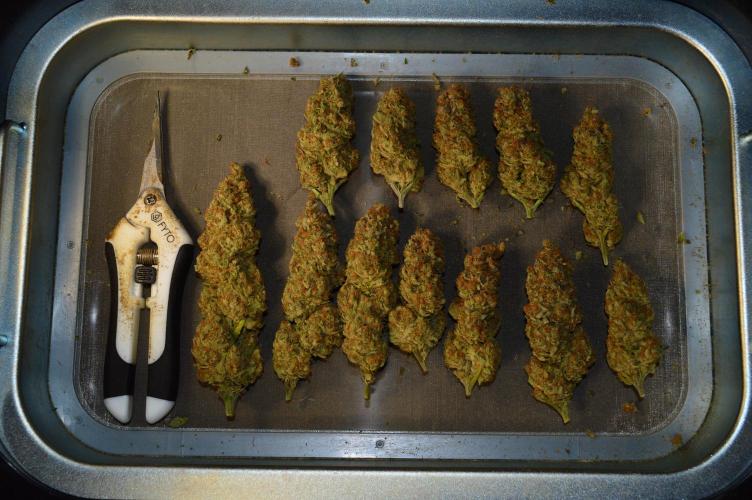 •WC×BBC • Lemonite•. Week 17