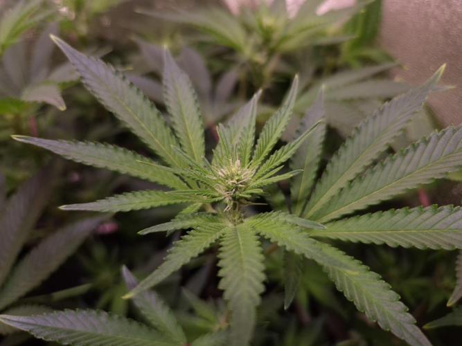 •LEMONITE • CLONES•. Week 9 - D58/16F