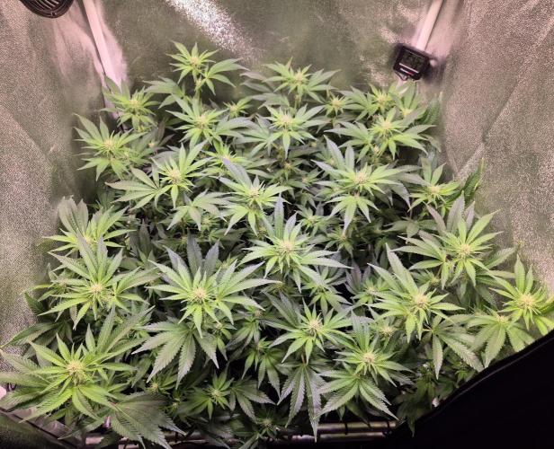 •LEMONITE • CLONES•. Week 9 - D62/20F