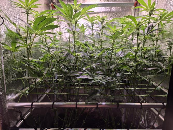 •LEMONITE • CLONES•. Week 9 - D62/20F // before defoliation 