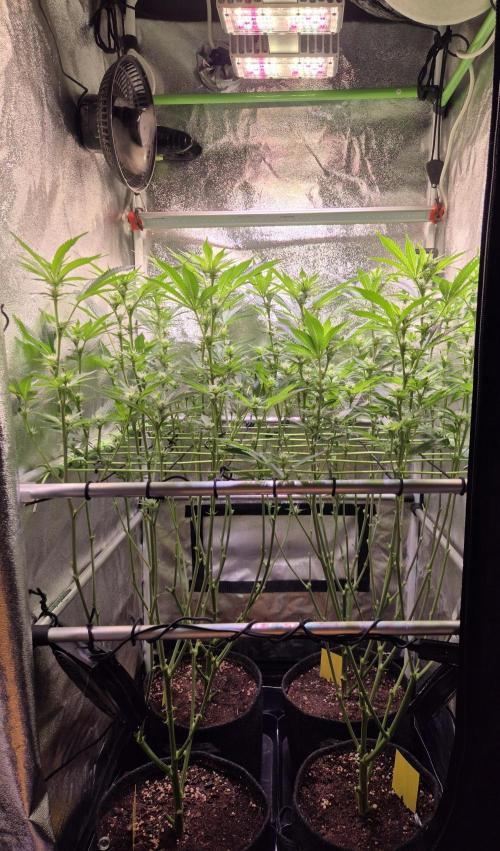 •LEMONITE • CLONES•. Week 9 - D63/21F // after defoliation 