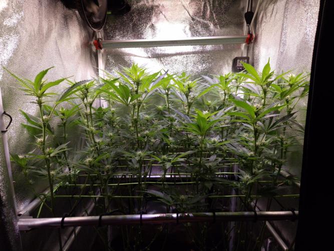 •LEMONITE • CLONES•. Week 9 - D63/21F