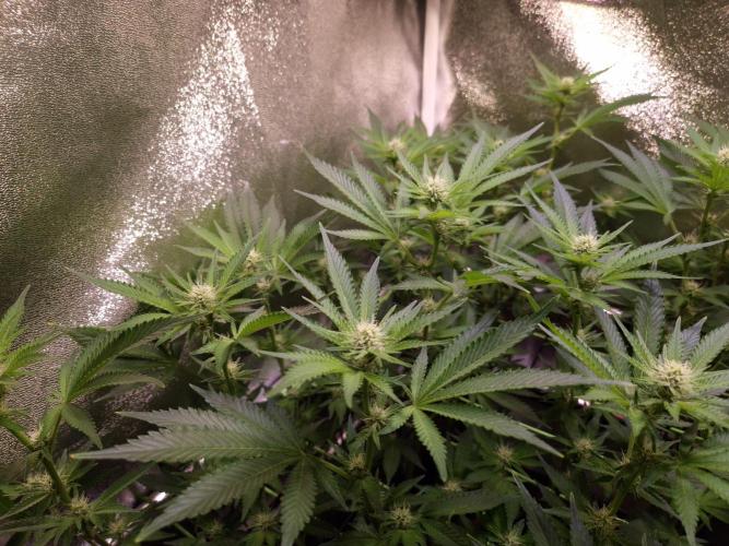 •LEMONITE • CLONES•. Week 9