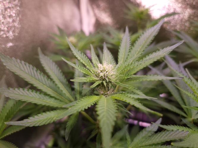 •LEMONITE • CLONES•. Week 9