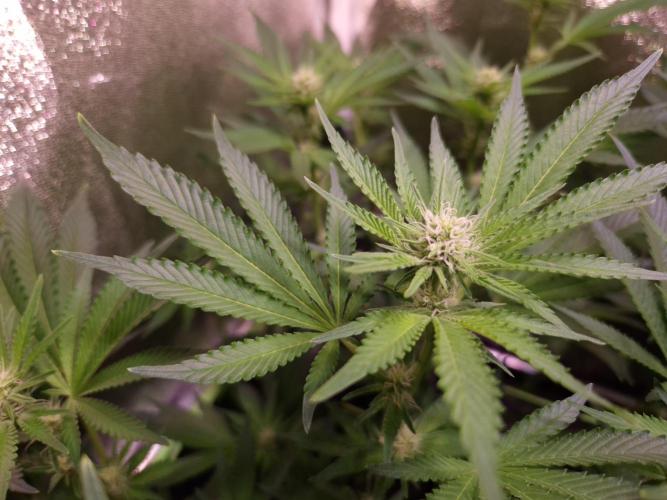 •LEMONITE • CLONES•. Week 9