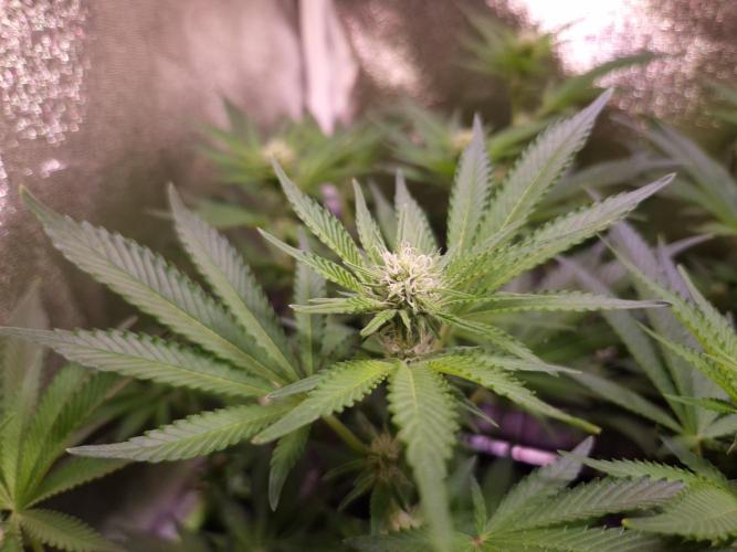 •LEMONITE • CLONES•. Week 9