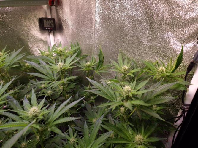 •LEMONITE • CLONES•. Week 9