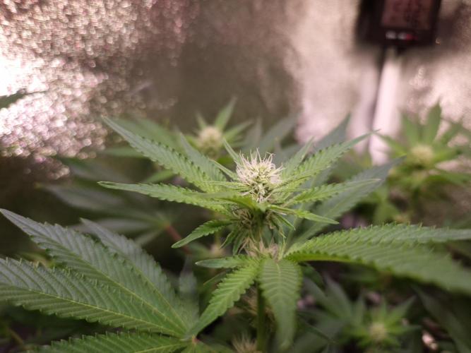 •LEMONITE • CLONES•. Week 9