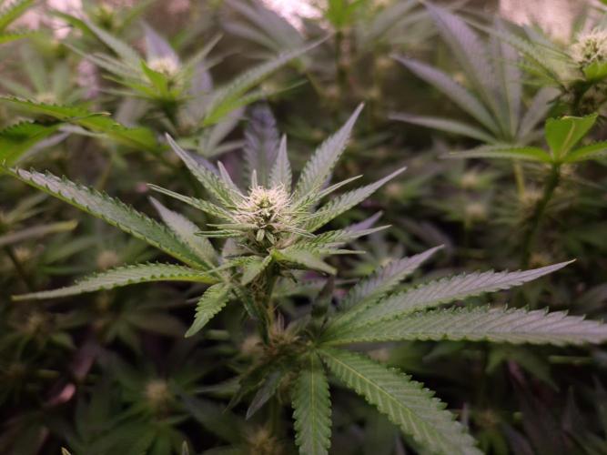 •LEMONITE • CLONES•. Week 9