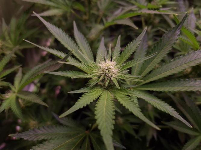 •LEMONITE • CLONES•. Week 9