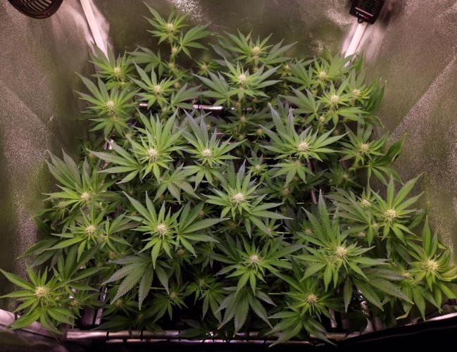 •LEMONITE • CLONES•. Week 9