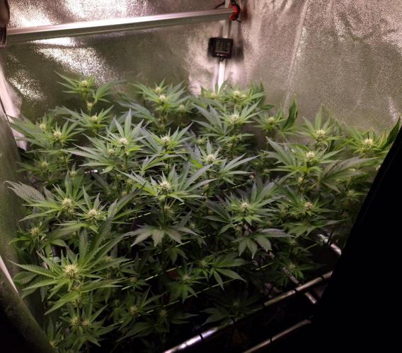 •LEMONITE • CLONES•. Week 9