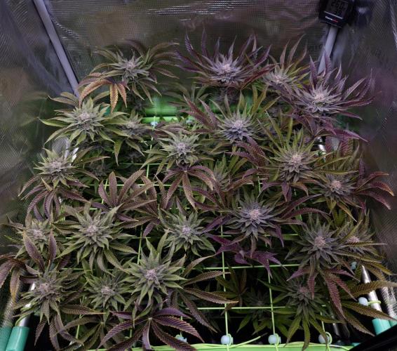 • Lemon Orange •. Week 13 - D91/49F