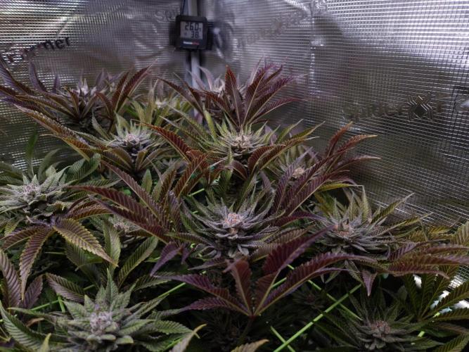 • Lemon Orange •. Week 13