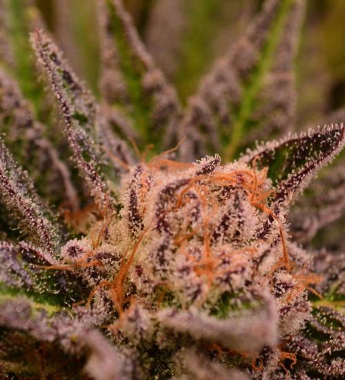 • Lemon Orange •. Week 13 - LemonOrange #2