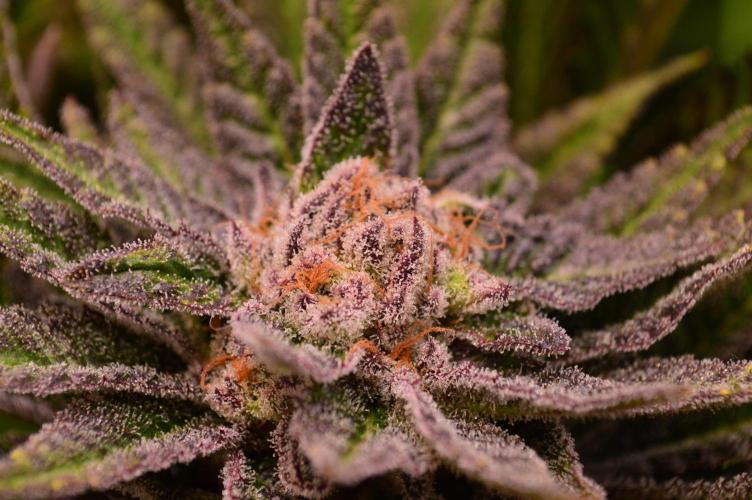 • Lemon Orange •. Week 13