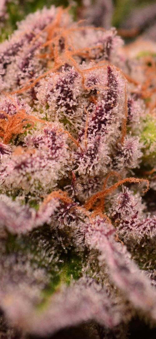 • Lemon Orange •. Week 13