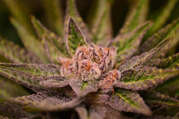 • Lemon Orange •. Week 13