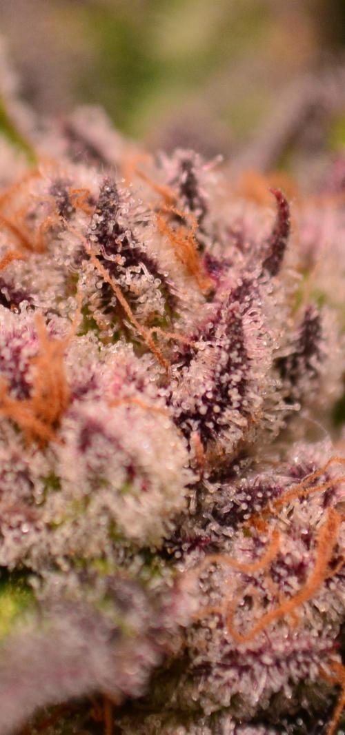 • Lemon Orange •. Week 13