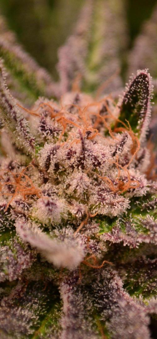 • Lemon Orange •. Week 13