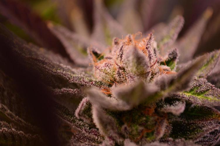 • Lemon Orange •. Week 13