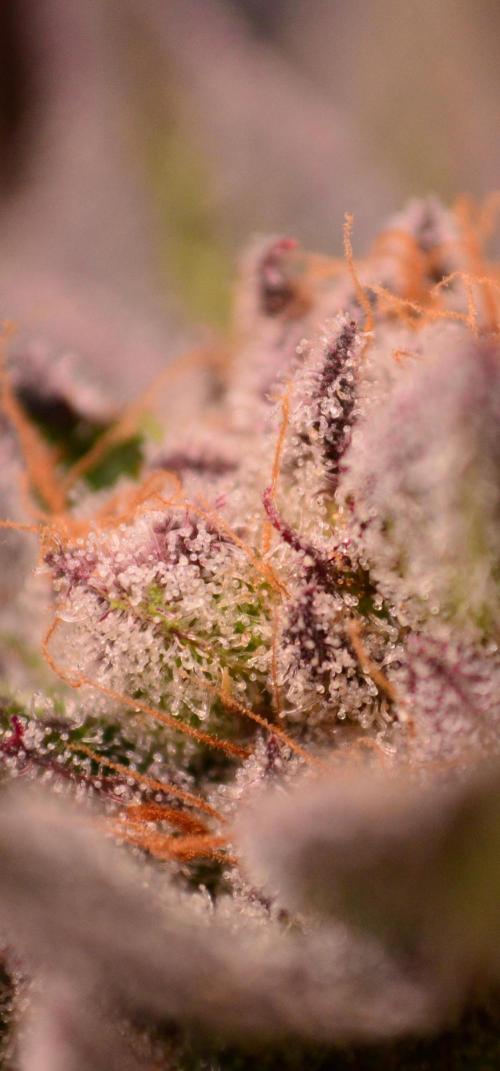 • Lemon Orange •. Week 13