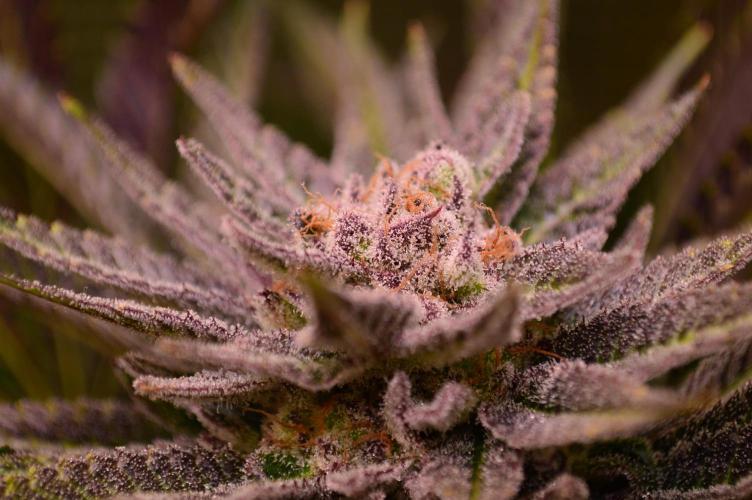 • Lemon Orange •. Week 13