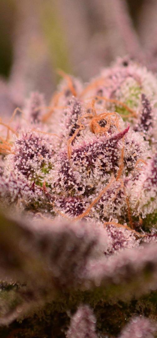 • Lemon Orange •. Week 13