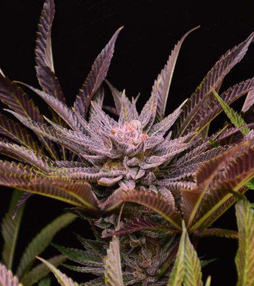 • Lemon Orange •. Week 13