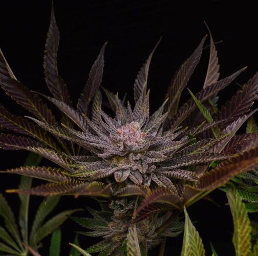 • Lemon Orange •. Week 13