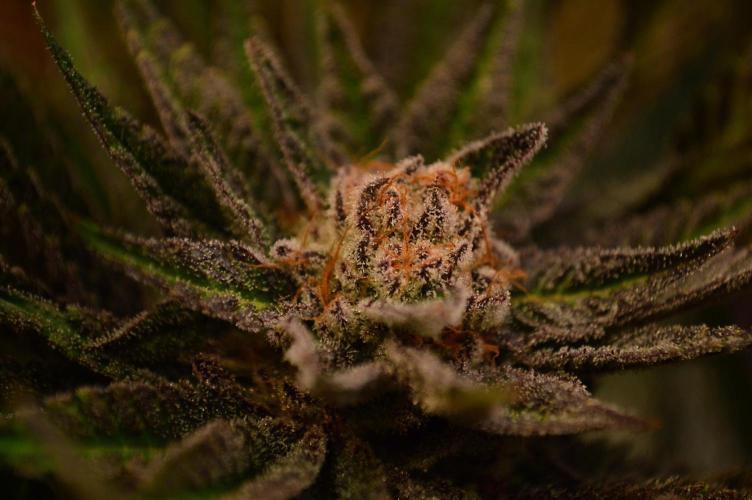 • Lemon Orange •. Week 13