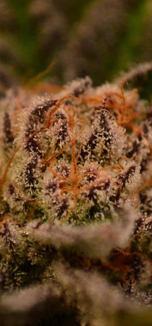 • Lemon Orange •. Week 13