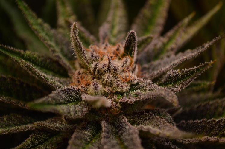 • Lemon Orange •. Week 13