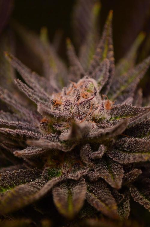 • Lemon Orange •. Week 13