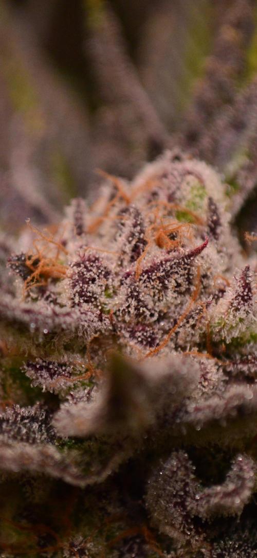 • Lemon Orange •. Week 13