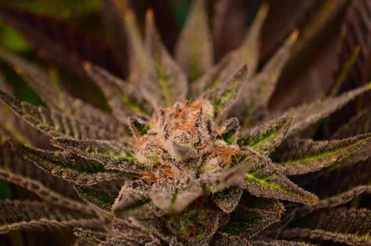 • Lemon Orange •. Week 13