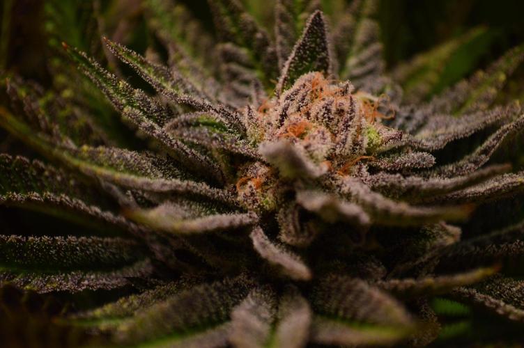 • Lemon Orange •. Week 13