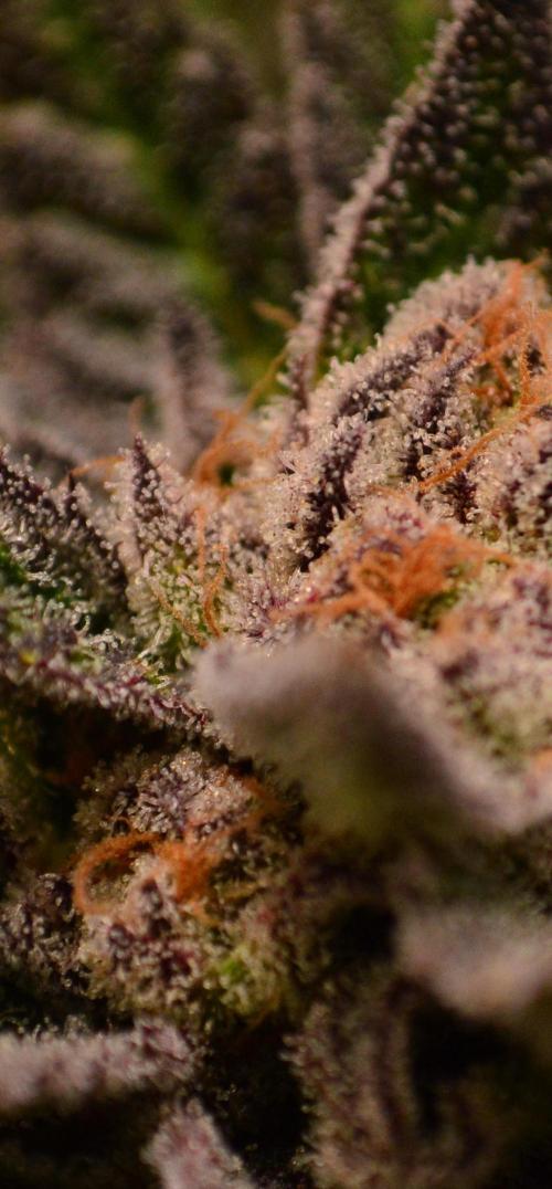 • Lemon Orange •. Week 13